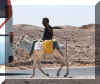 Egyptien et son ane.jpg (49470 octets)